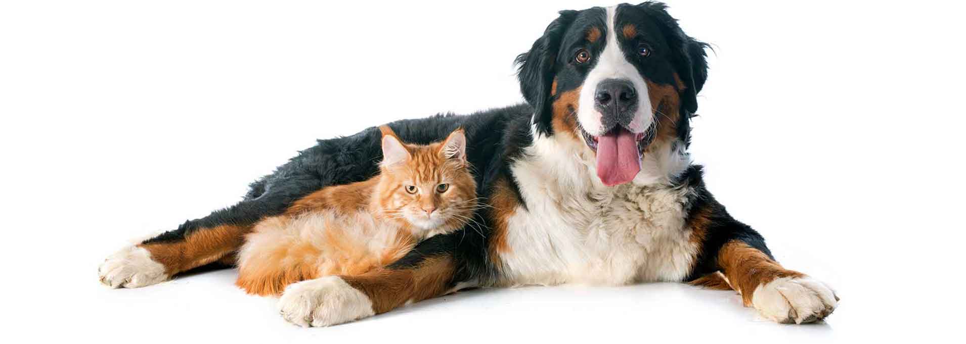 Animal Clinic Mississauga