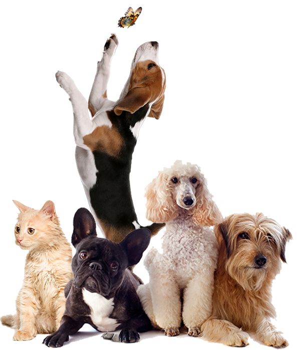 Animal Hospital Mississauga