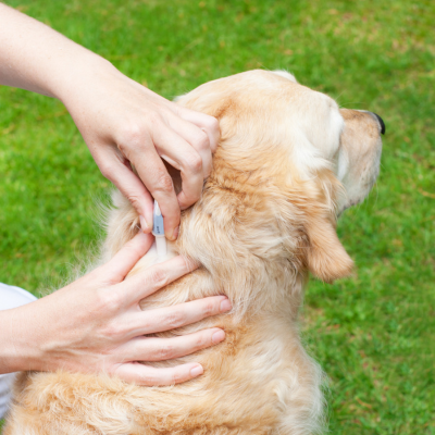 Common Signs of Diabetes in Dogs and Cats You Shouldn’t Ignore