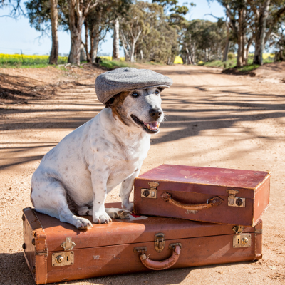 Traveling Pets: How Routine Checkups Keep Them Healthy on the Go